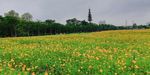 野花风景