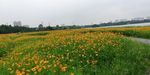 野菊花花海风光图片