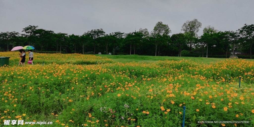 菊花花海风光