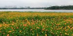 菊花花海图片
