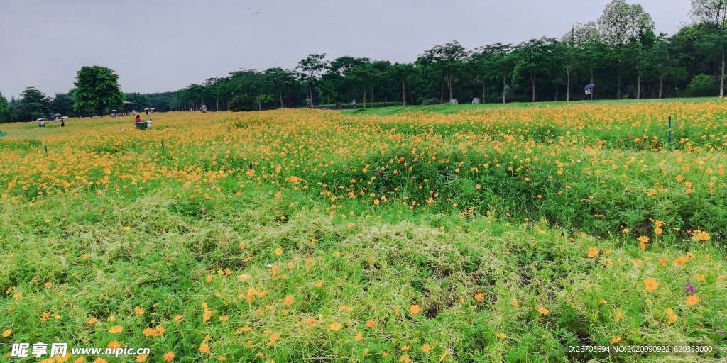 菊花风景