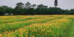 菊花花园