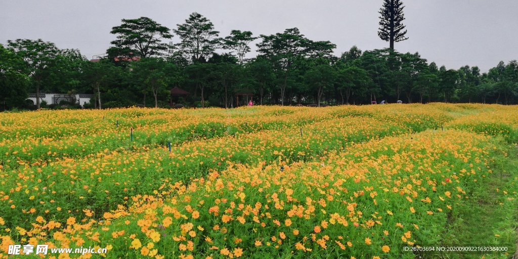 菊花花园