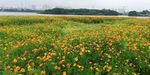 菊花风景