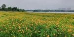 菊花花海风景
