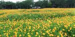野菊花花海