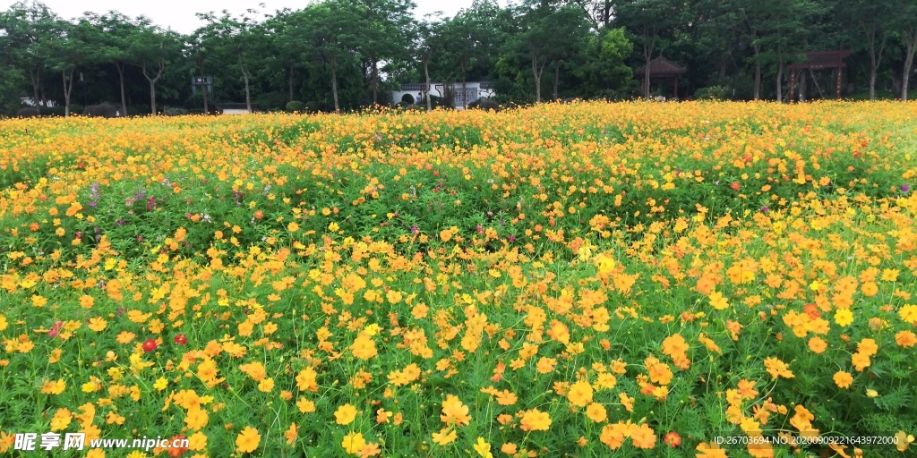 野菊花花海