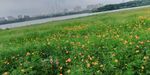 菊花风景