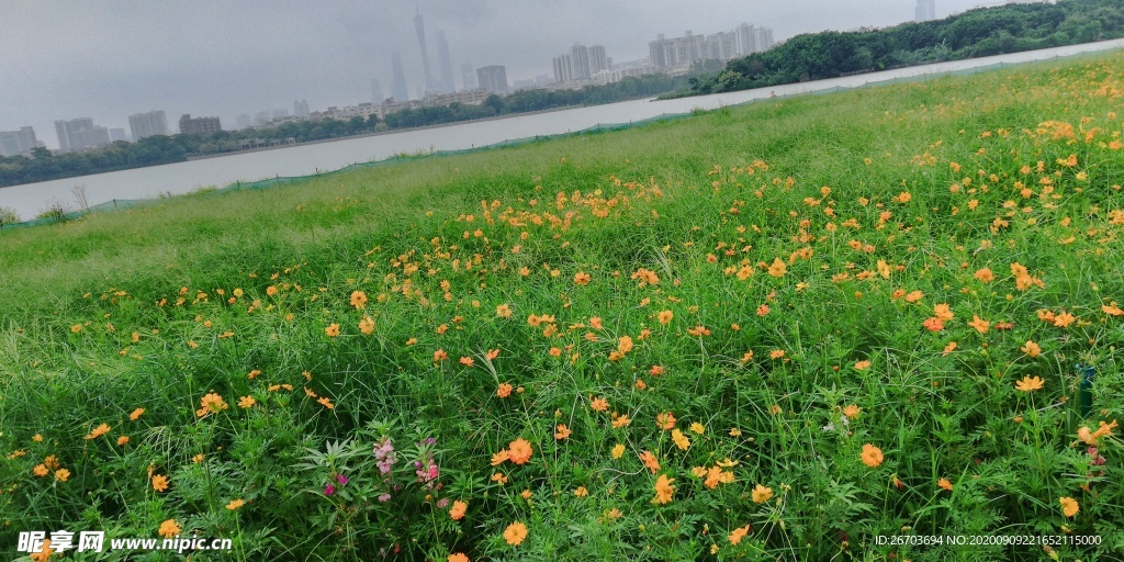 菊花风景