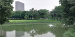 湖泊绿树风景
