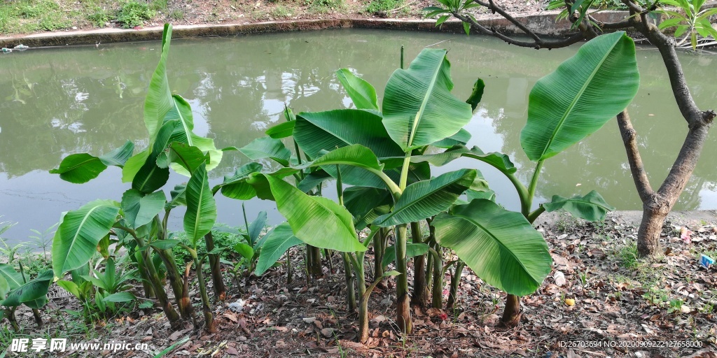河边的香蕉树