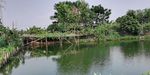 池塘田园风景