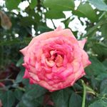 玫瑰花特写