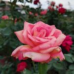 玫瑰花花朵特写