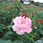 玫瑰花图片