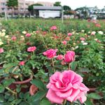 玫瑰花花圃