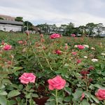玫瑰花花丛
