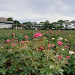 玫瑰花园