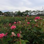 玫瑰花园风景