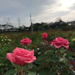 玫瑰花花园