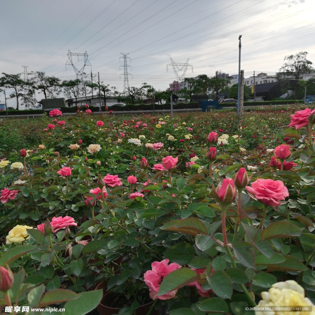 玫瑰花风景