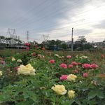 玫瑰花风景