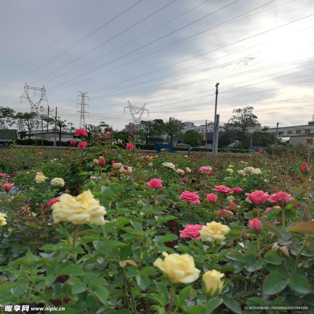 玫瑰花风景