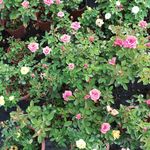 玫瑰 花花卉
