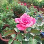 月季花特写