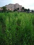 野草