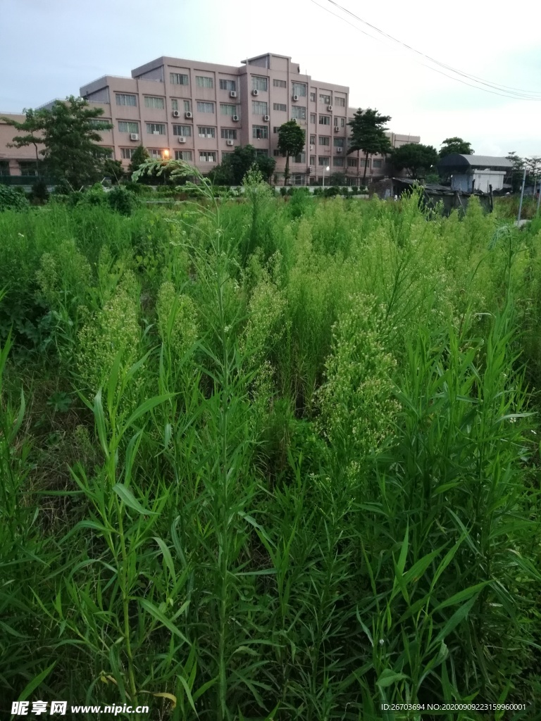 野草