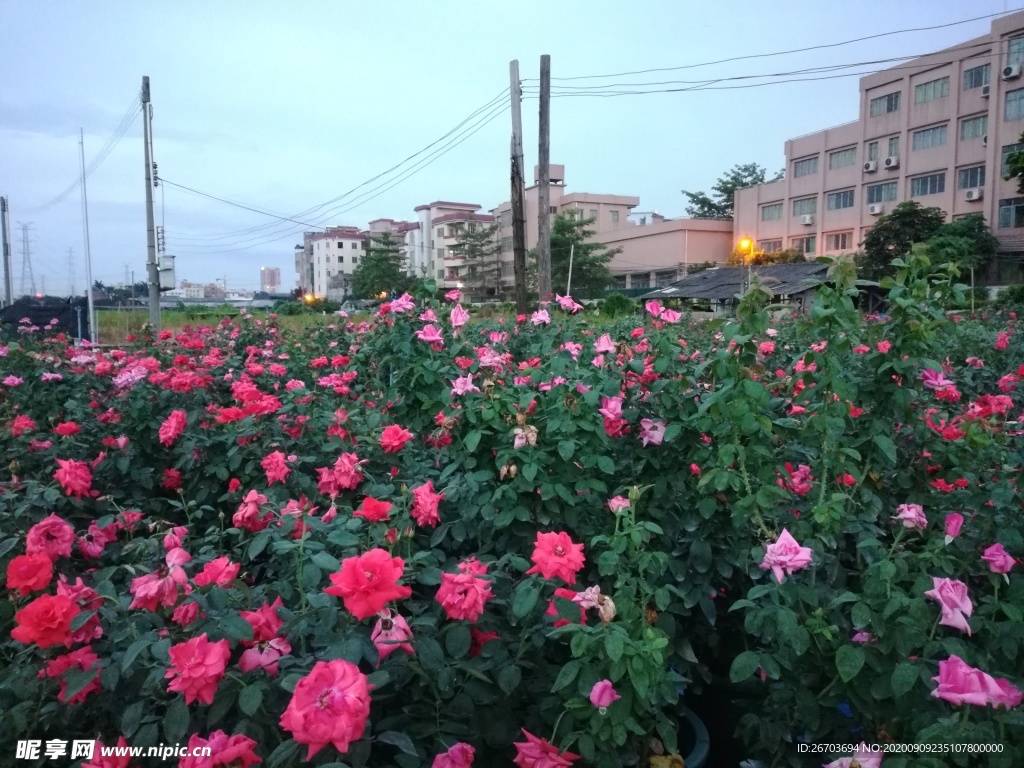 玫瑰花花海