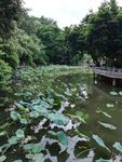 荷塘风景