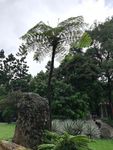 公园树木风景