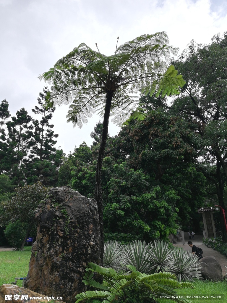 公园树木风景