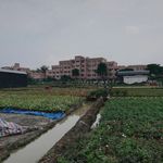 玫瑰花场