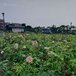 月季花公园