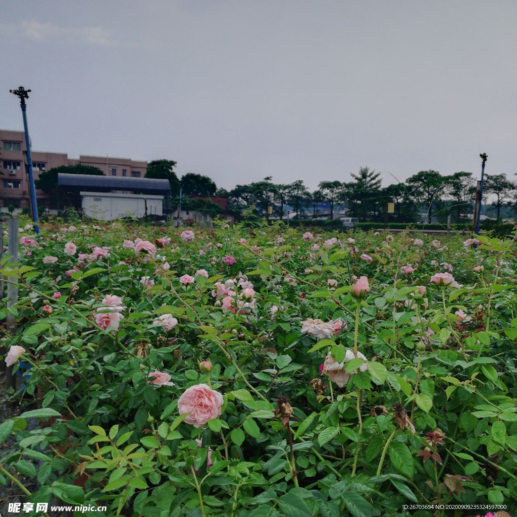 月季花公园