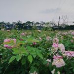 玫瑰花花园