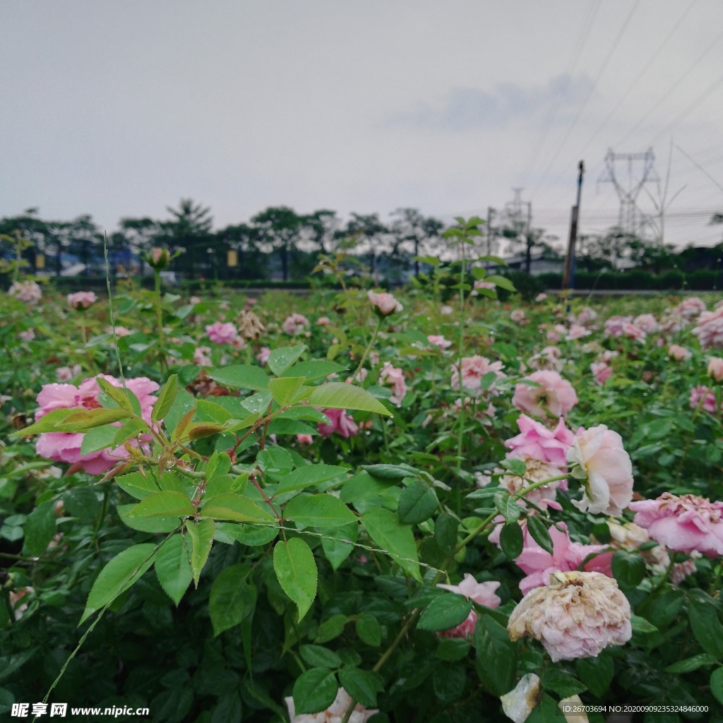 玫瑰花花园