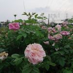 月季花花园风景