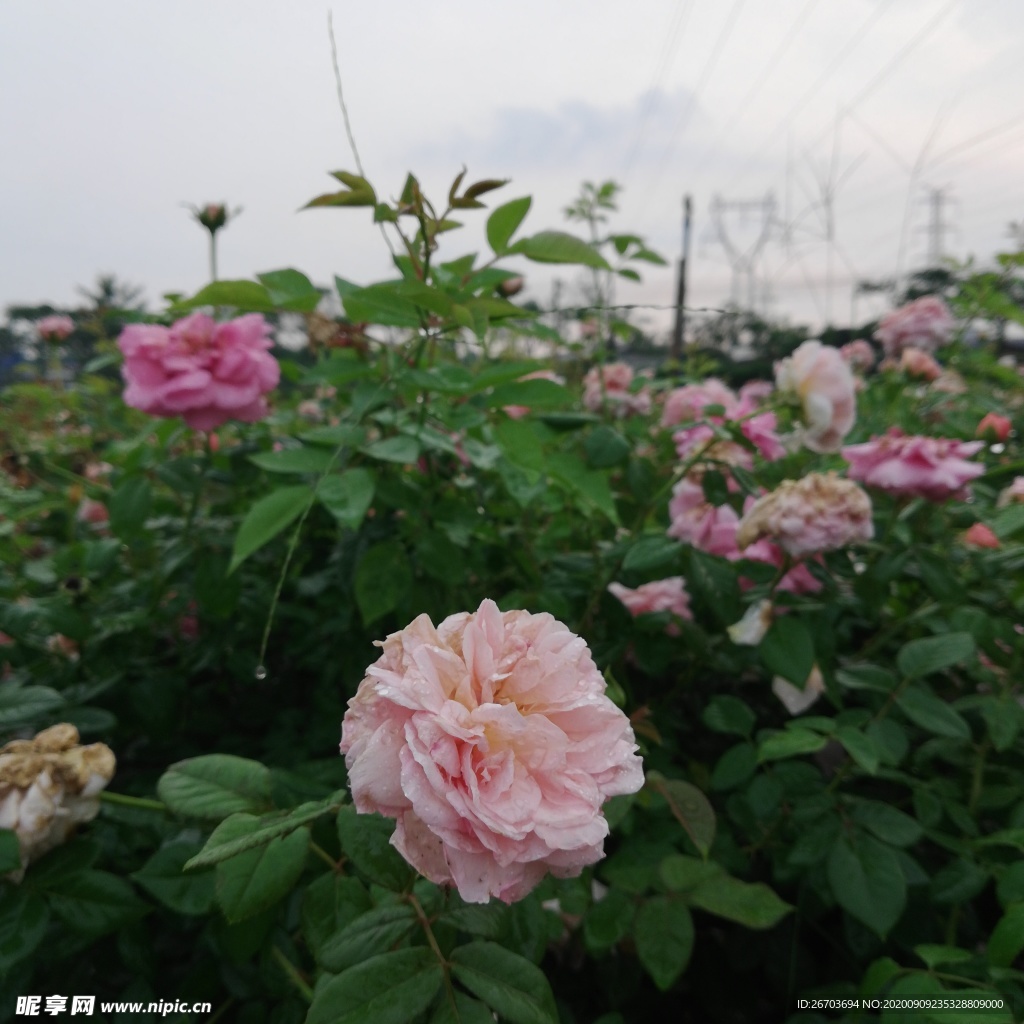 月季花花园风景