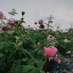 月季花花卉