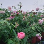 玫瑰花花海
