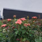 玫瑰花风景