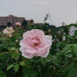 月季花鲜花特写