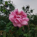 月季花