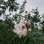 雨滴玫瑰花花骨朵