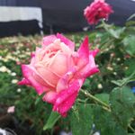 月季花鲜花