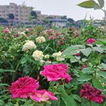 雨露玫瑰花